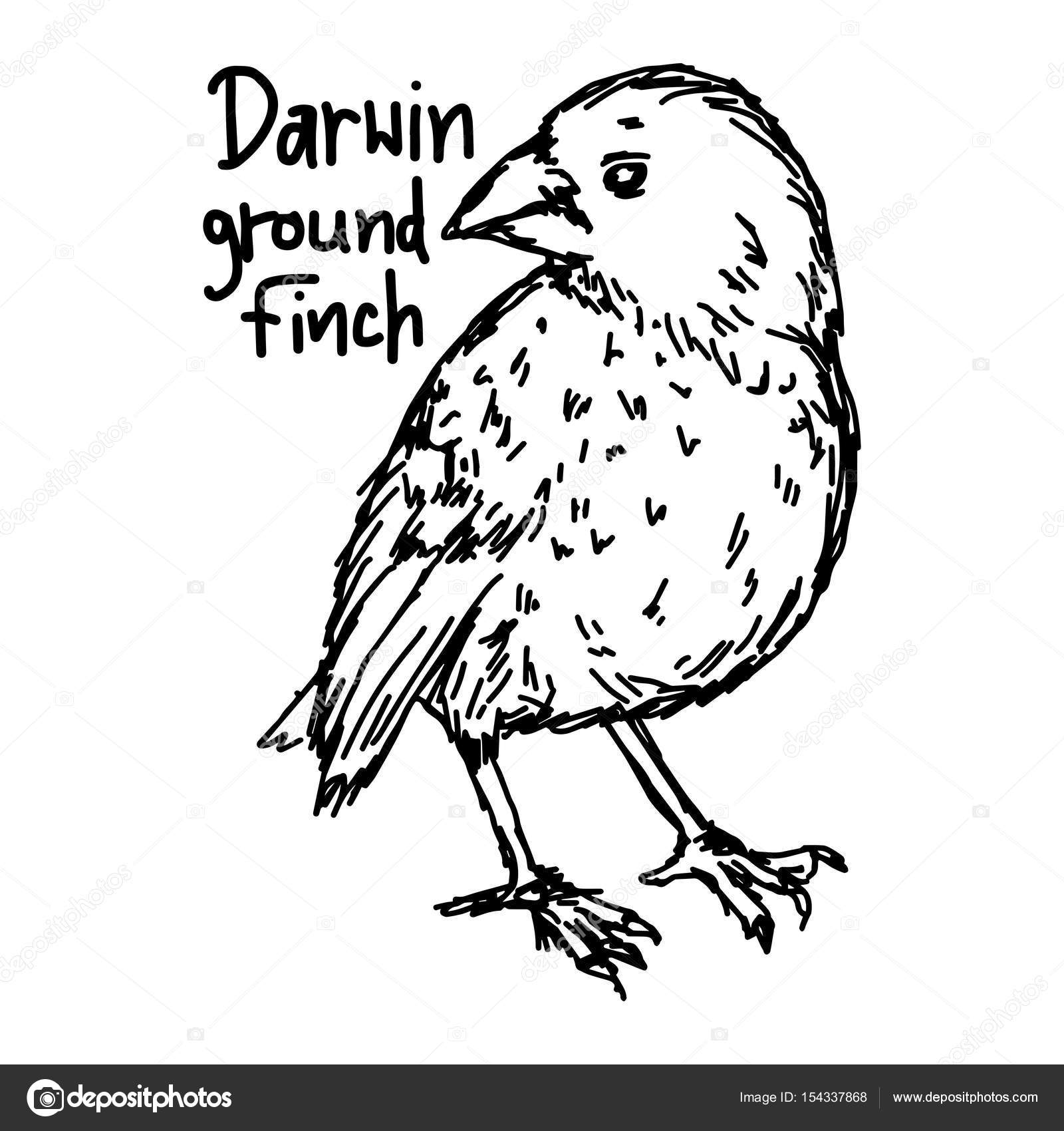 1600x1700 Darwin Ground Finch