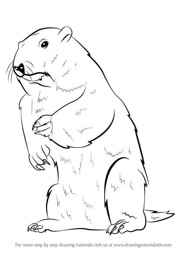 596x842 Learn How To Draw A Groundhog (Rodents) Step By Step Drawing