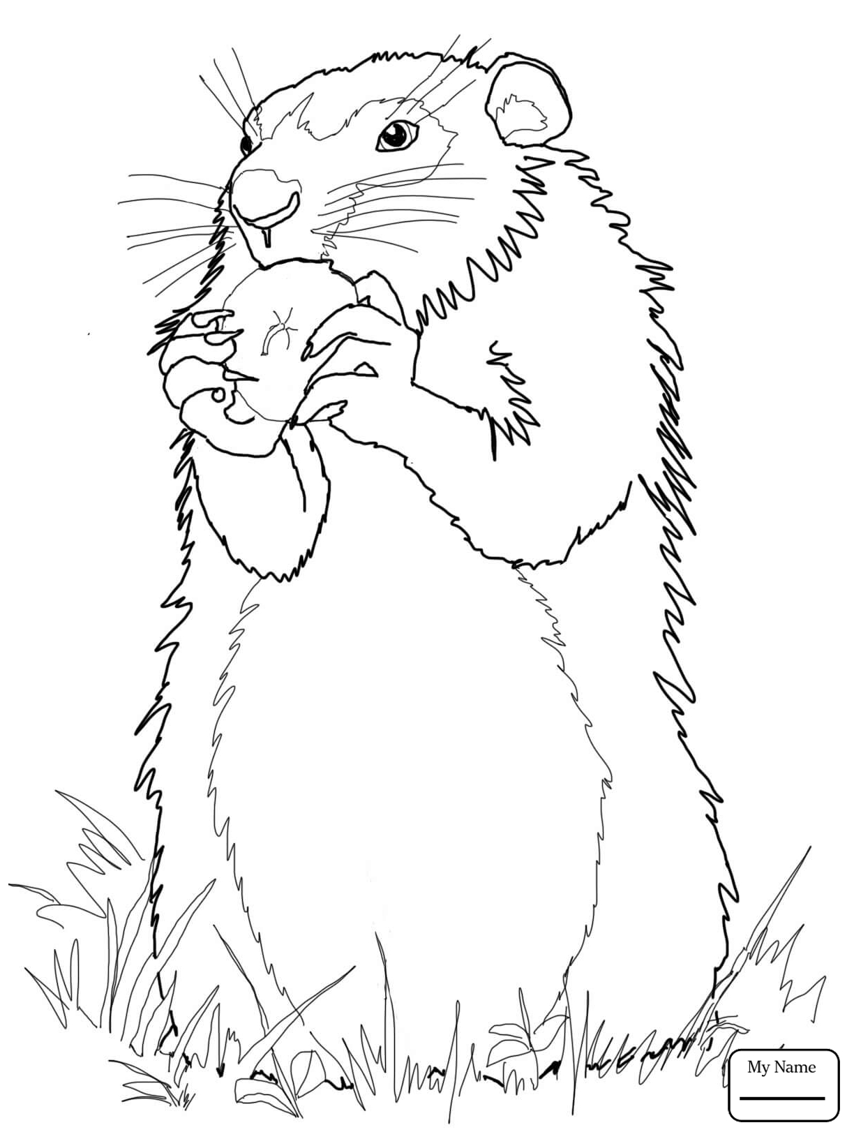 Ground Hog Drawing at GetDrawings | Free download