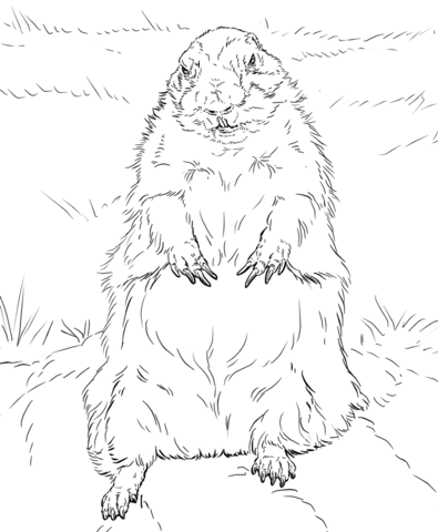 395x480 Groundhog Standing Up Coloring Page Free Printable Coloring Pages