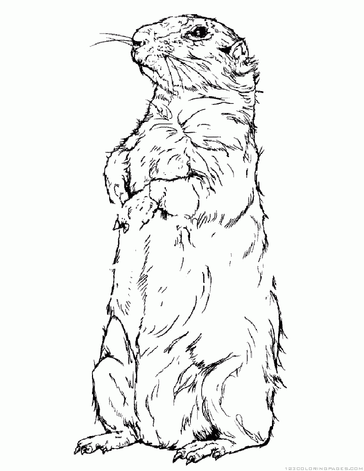 720x930 Groundhogwoodchuck Coloring Pages