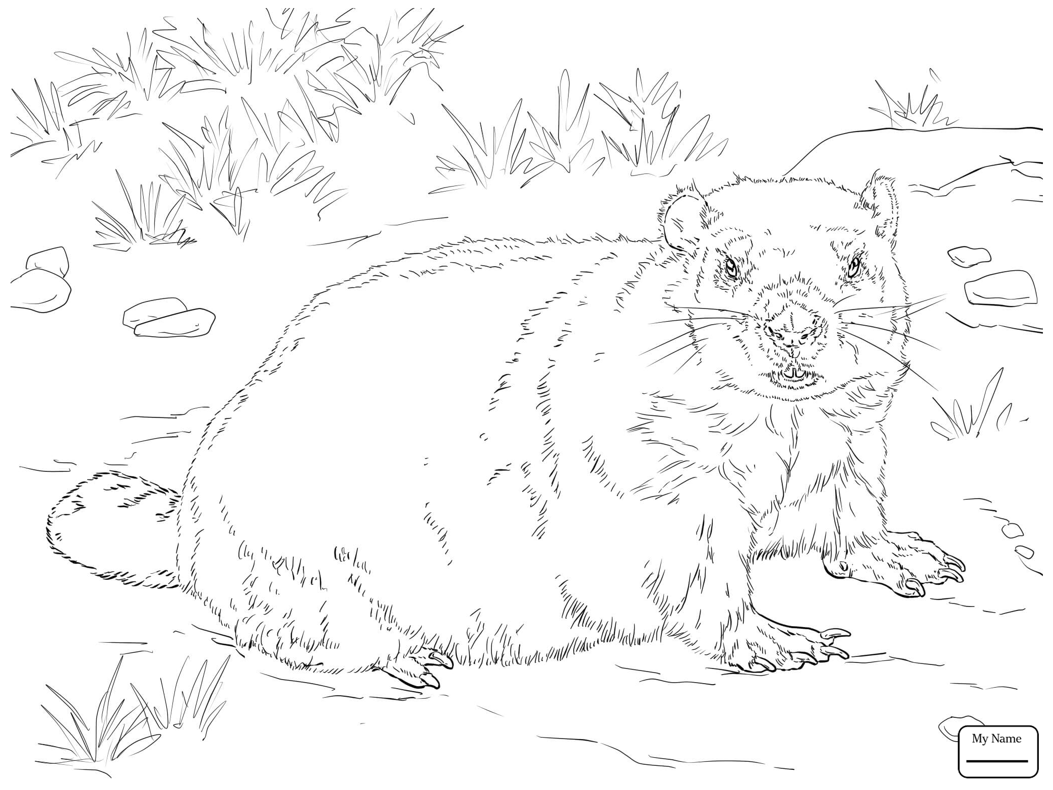 2089x1567 Coloring Pages Groundhog Standing Up Groundhogs Mammals