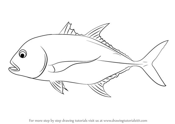 564x399 How To Draw A Giant Trevally