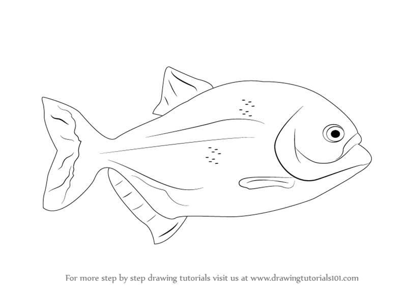 800x566 Learn How To Draw A Piranha (Fishes) Step By Step Drawing Tutorials
