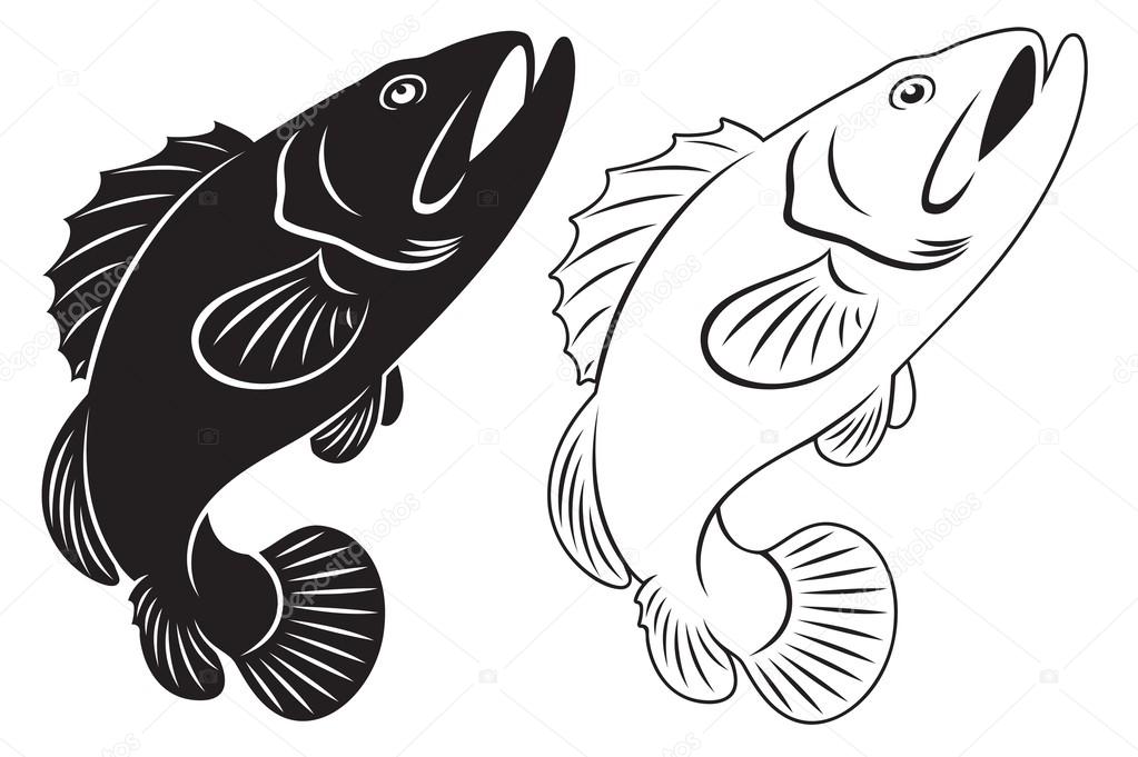 1023x681 Grouper Stock Vector Kvasay
