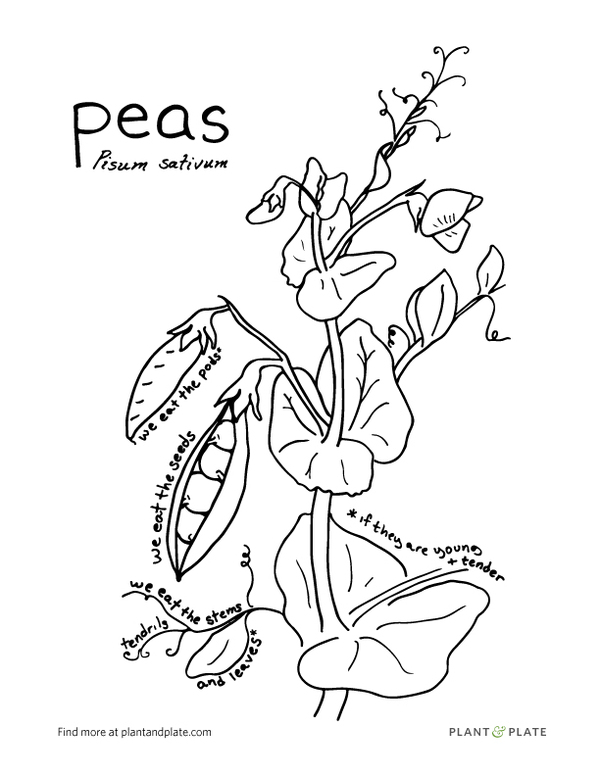 600x776 Gardening With Kids 6 Reasons To Grow Snap Peas