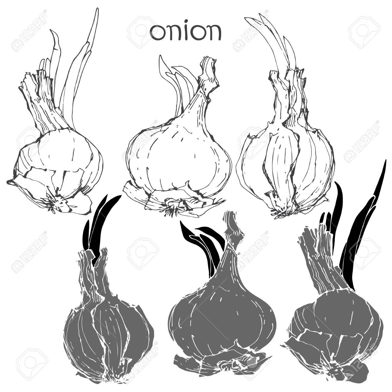 1300x1300 Onion Bulb Growing With Young Shoots On White Background.sketch