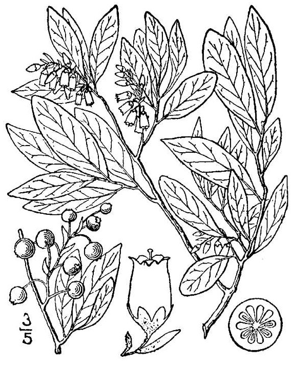 568x714 Huckleberry (Black)