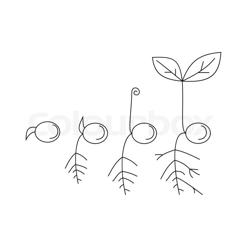 800x800 Line Sprout And Plant Growing. Linear Nature Leaf, Grow Tree