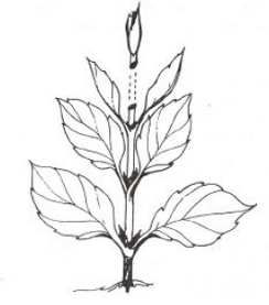 244x277 News About Dahlias And Dsc