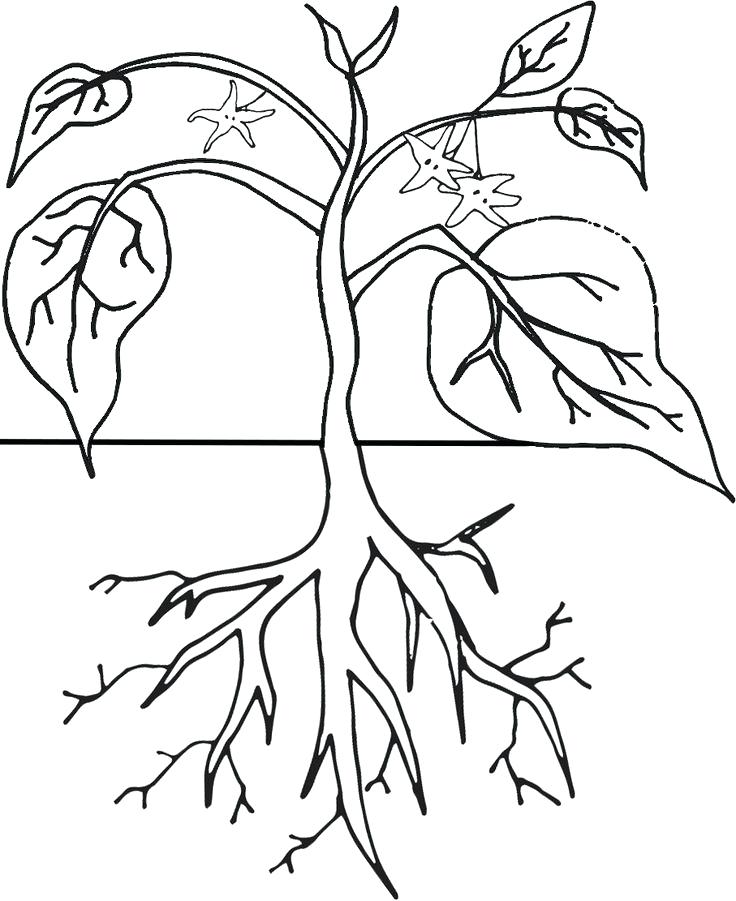 736x901 Plant Life Cycle Coloring Page Coloring Pages Of Growing Plants