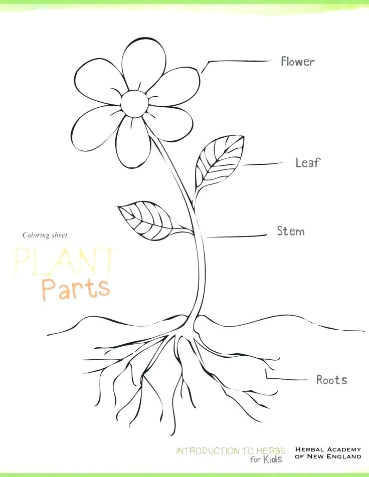 736x952 Plants Coloring Pages Plants Coloring Page Parts Of A Plant