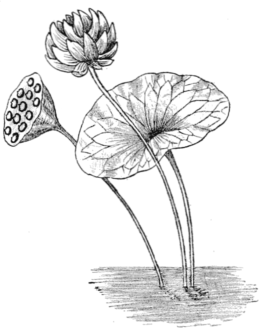 885x1092 Popular Science Monthlyvolume 67june 1905plants That Hide