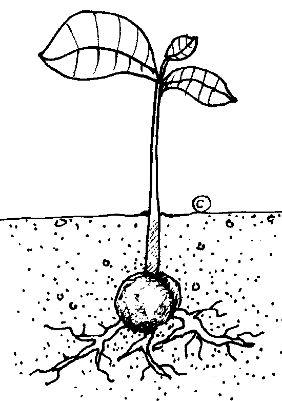 550x781 Printable Page