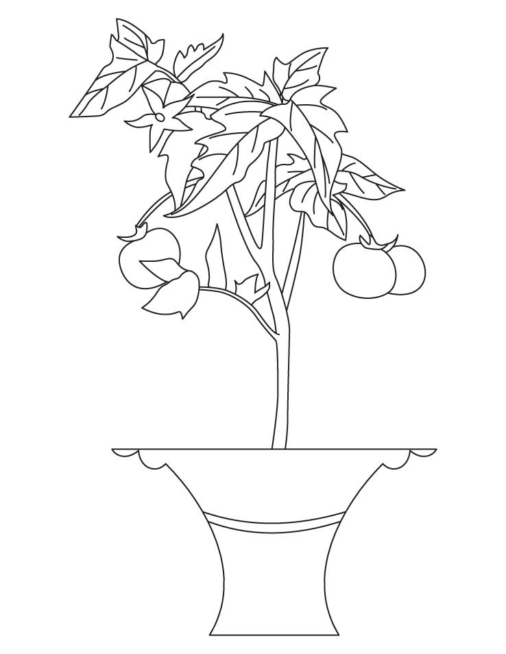 738x954 Tomato Plant Coloring Page Squash Plant Coloring Page
