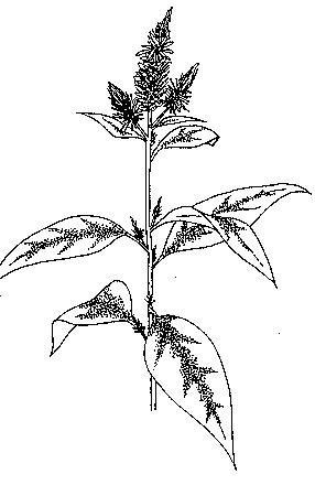 286x450 E01p065b.gif