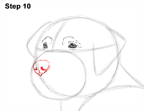 500x386 How To Draw A Dog (Golden Retriever)