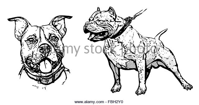 640x340 Attack Dog Cut Out Stock Images Amp Pictures