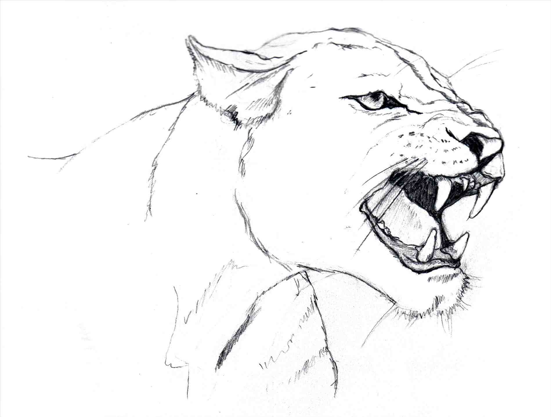 1899x1438 Draw Female Lion. Lioness And Cub Base By Namacub95. Httpss Media