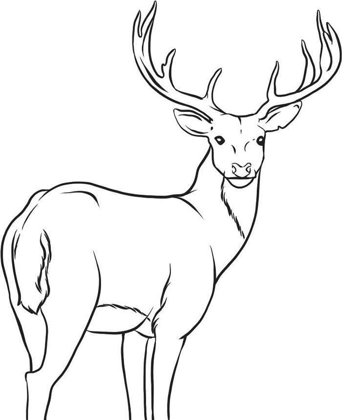 700x859 Chital Coloring Pages