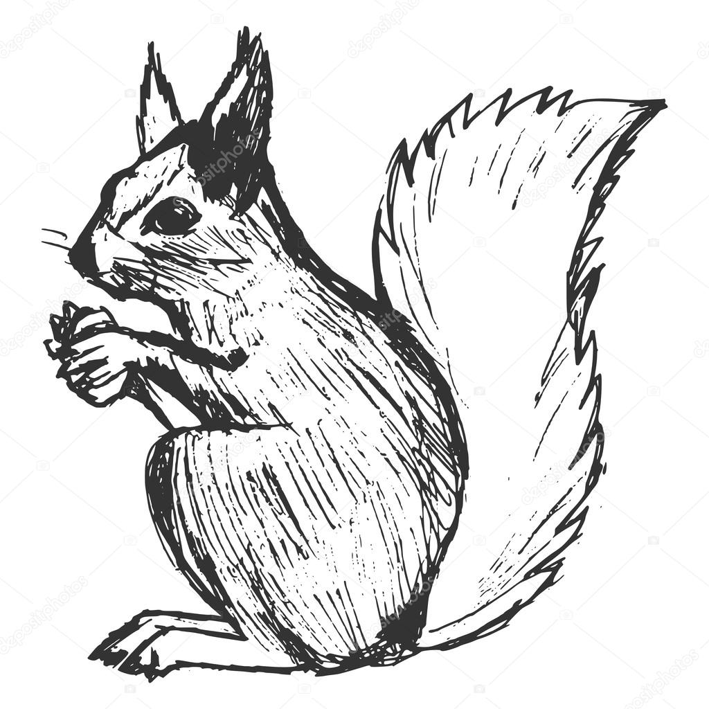 1024x1024 Hand Drawn, Grunge, Sketch Illustration Of Squirrel Stock Vector