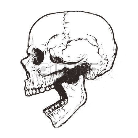 450x450 Anatomic Skull Vector Art. Detailed Hand Drawn Illustration