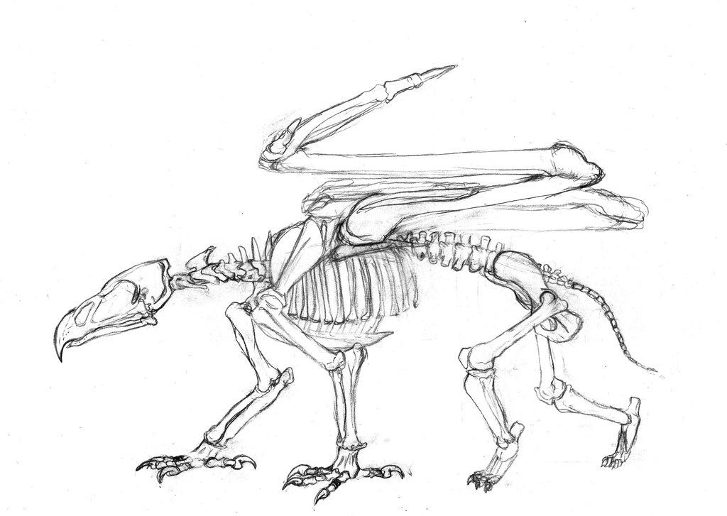 1024x727 Gryphon Skeleton Lines By Crovexius