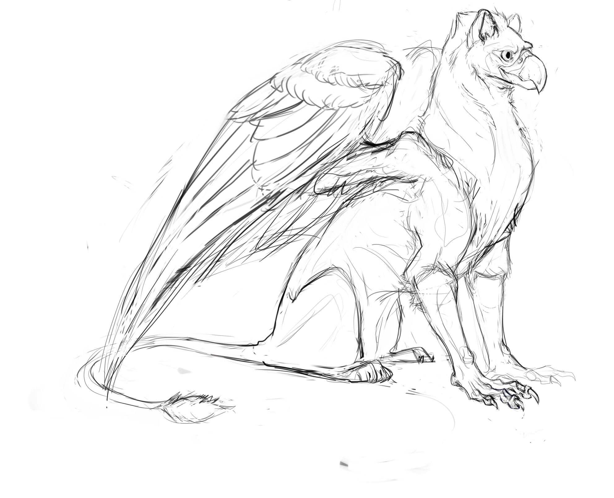 1984x1607 Gryphon Sketch Weasyl