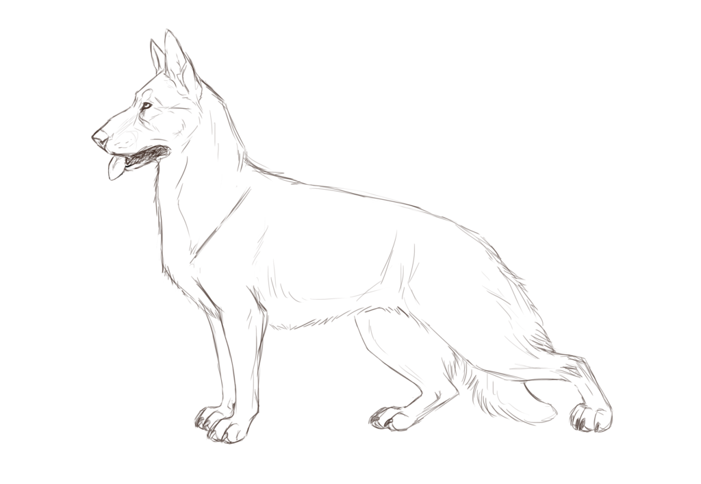 1024x707 German Shepherd Lineart [Female] By Jatowhitz