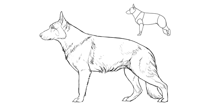 700x357 How To Draw A Dog Details Make The Difference