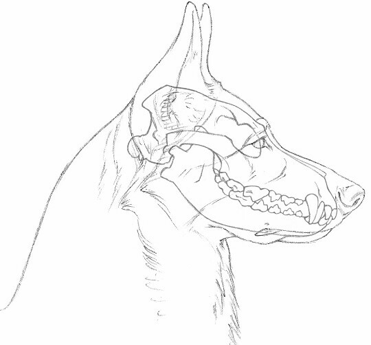 540x502 Correct Teeth Structure Scissor Bite Gsd Types