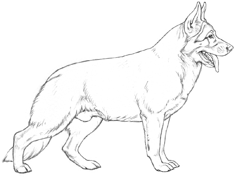 770x581 Dog Condition Chart