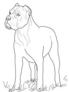 236x315 The Cane Corso Is A Large Italian Dog, For Years Valued Highly