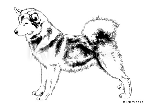 500x364 Great Guard Dog Drawn With Ink On White Background Logo Tattoo