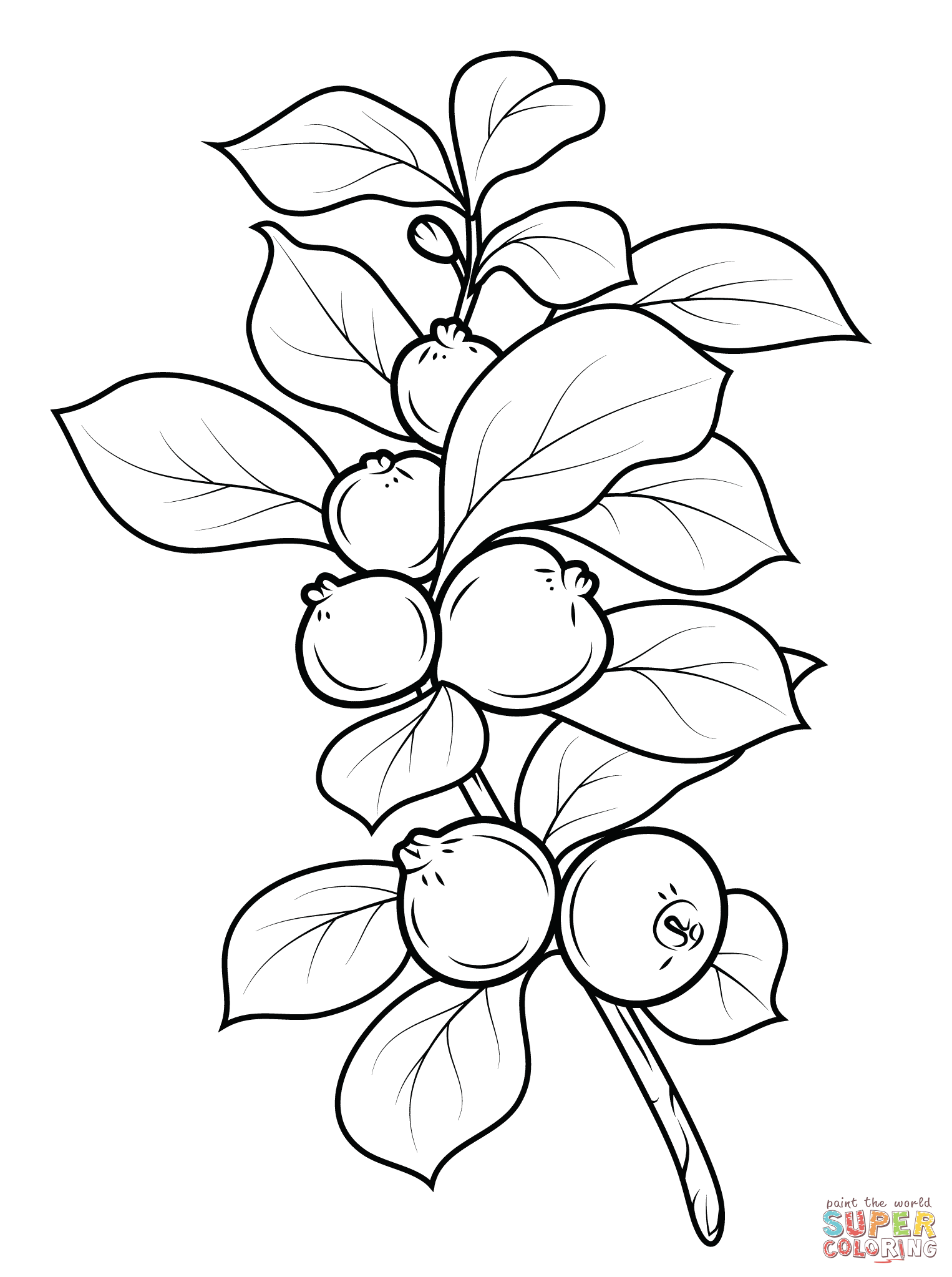 1526x2046 Guava Fruits Coloring Page Free Printable Coloring Pages