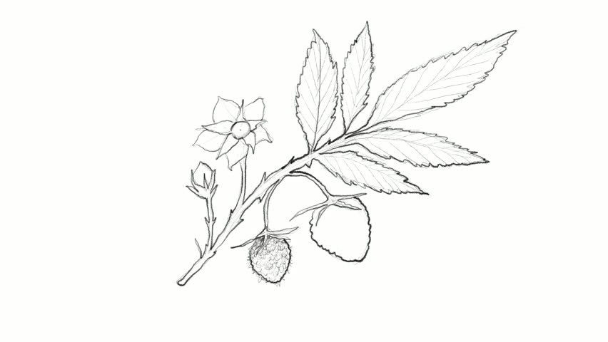852x480 Tropical Fruits, Motion Clip Illustration Hand Drawn Sketch