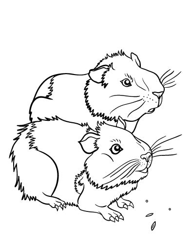 392x507 Printable Guinea Pig Coloring Page. Free Pdf Download