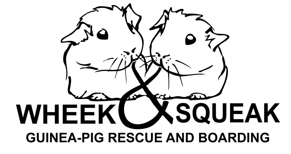 1000x531 Wheek Amp Squeak