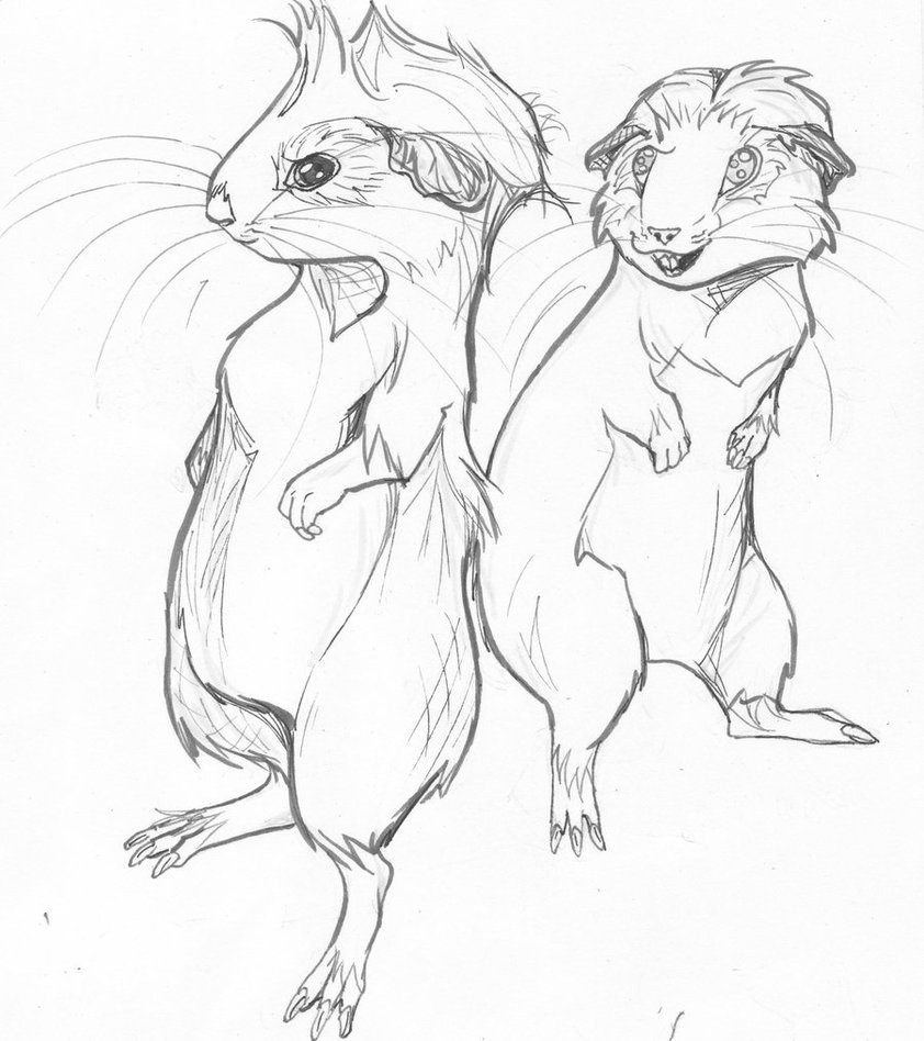 842x948 Guinea Pigs By Maziana