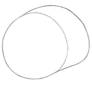 299x275 Learn How To Draw A Guinea Pig