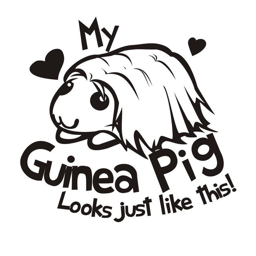 894x894 Long Hair Guinea Pig Base By Kna