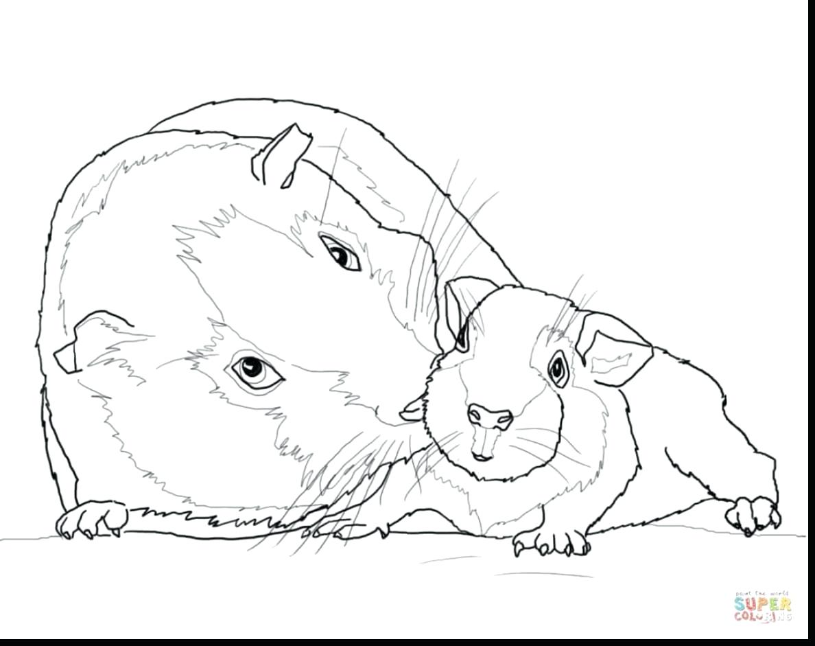 Guinea Pig Drawing at GetDrawings | Free download