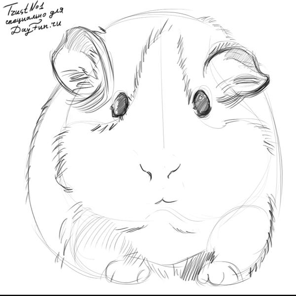 600x600 Guinea Pig Sketches