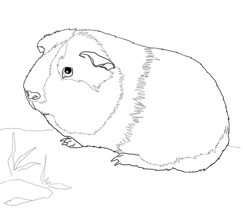 480x432 Cute Guinea Pig Coloring Page Free Printable Coloring Pages