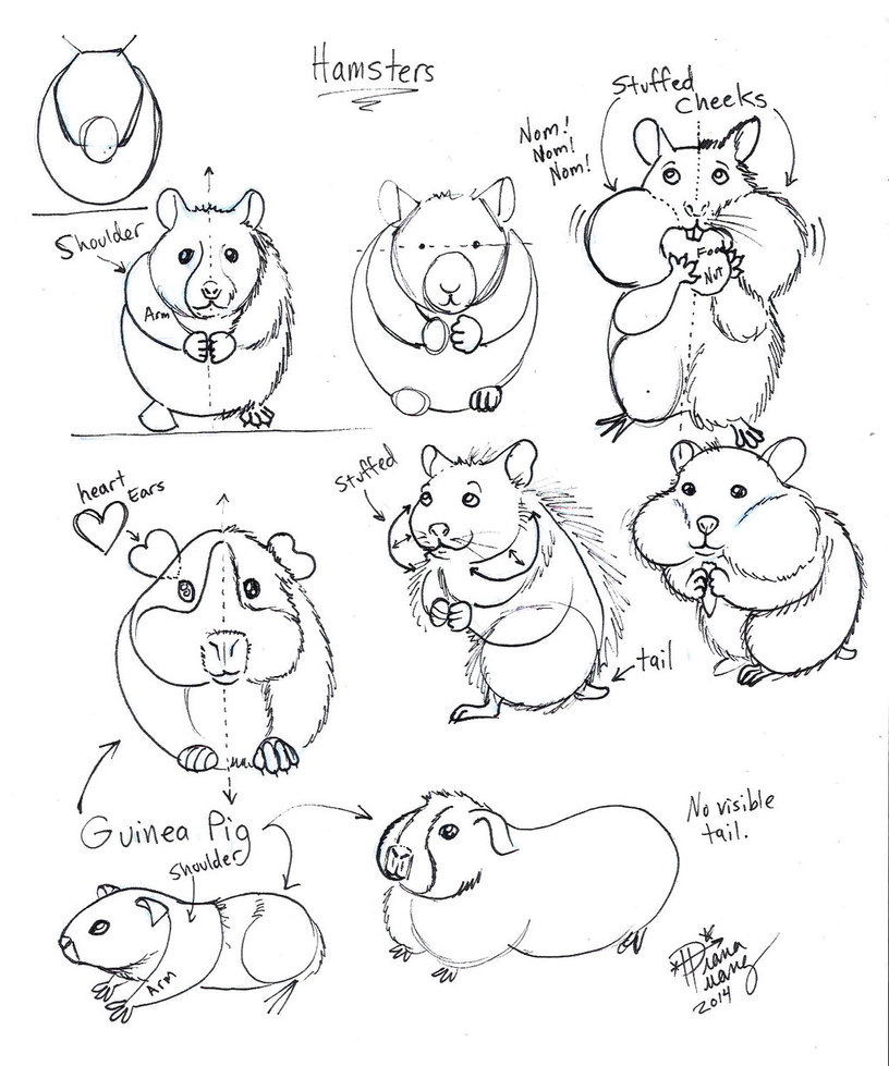 816x979 Draw Hamster And Guinea Pig By Diana Huang