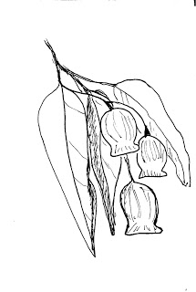 215x320 Withmybootsandsketchbook Gum Leaves And Seed Pods