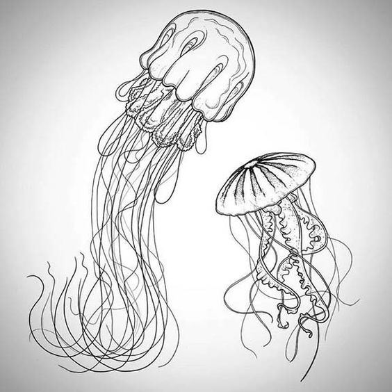 564x564 How To Draw A Jelly Fish Jelly Fish, Fish And Draw