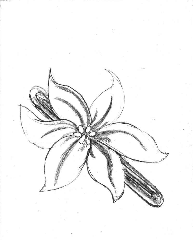 801x998 Madonna Flower Hair Clip By Thelivingshadow