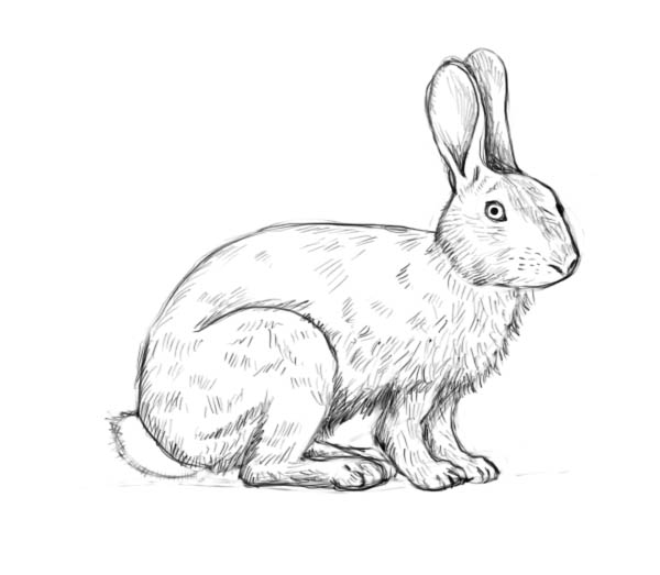 600x523 How To Draw A Rabbit