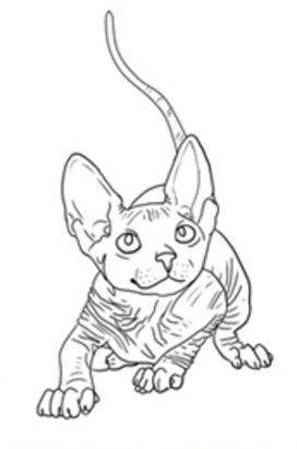 272x411 500 Best Just Cats Coloring 1 Images On Coloring